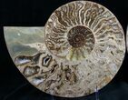 Huge Choffaticeras Ammonite - Rare! #7578-2